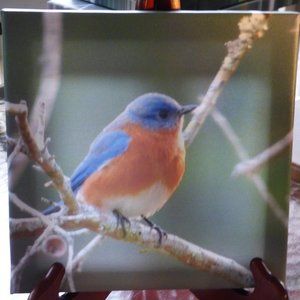8 x 8 canvas of a Blue Bird